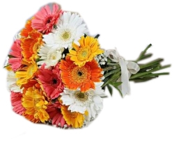 20 Assorted Gerberas
