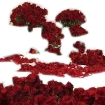 Room Full of Roses 500 Roses