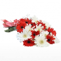 15 Red And White Gerbera Bunch