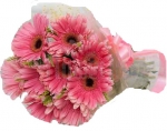 12 Pink Shiny Gerbera
