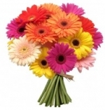 Colourful Gerbera