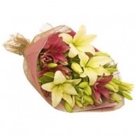 Exotic Lily