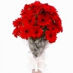 Daisies 15 Red Gerbera