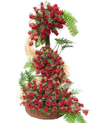 Love Everest 200 Roses