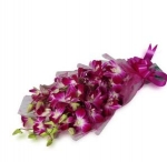 Orchid Delight