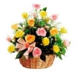 Blushing Roses