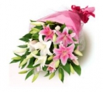 Exotic Lillies