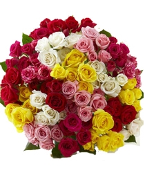 75 Multicolored Roses
