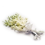 Beauty Of White Orchid