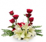 Cordial Beauty