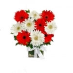 Gerbera Daisy