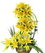 Yellow Delight