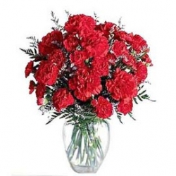 Mighty Red Carnation