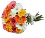 20 Colourful Gerbera