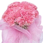 Pink Carnations